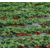 碧格5L草莓* 膨果高产缩略图2