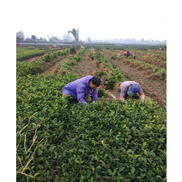 乌牛早茶苗基地|骏达园艺|安顺乌牛早茶苗