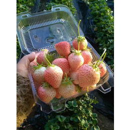 甜宝草莓苗_果洛草莓苗_乾纳瑞农业