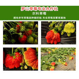 丰香草莓苗品种-常州草莓苗-农科草莓