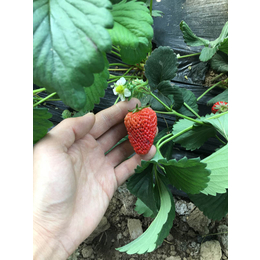 草莓苗的价格_界首草莓苗_乾纳瑞农业(查看)