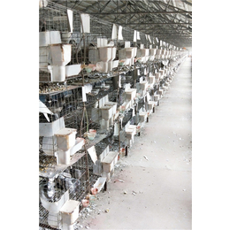 山东中鹏农牧-河南鸽子养殖技术-种鸽鸽子养殖技术