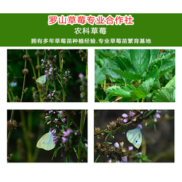 丰香草莓苗价格-西藏草莓苗-农科草莓(查看)