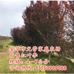 4公分红叶李批发|元芳家庭农场*|4公分红叶李