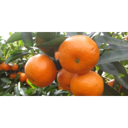 揭阳明日见柑橘苗价格