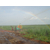 甘蔗灌溉厂家|福建甘蔗灌溉|中热农业设备缩略图1