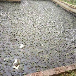 黑斑蛙养殖-武汉黑斑蛙-年连富生态农业