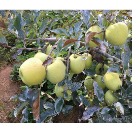 永城华硕苹果苗-永丰种植苹果苗-华硕苹果苗批发