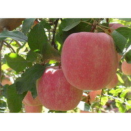 新鲜水果公司-爱情山苹果(在线咨询)-新鲜水果