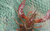 监利龙虾养殖-武汉农科大龙虾养殖-淡水小龙虾养殖技术缩略图1