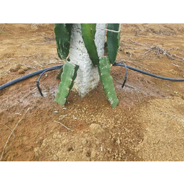 格莱欧节水灌溉(图)_一个火龙果的热量_钦州火龙果的热量