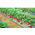 甜宝草莓苗种植基地|鹤岗甜宝草莓苗|开发区润丰苗木中心缩略图1