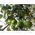 苹果枣生产厂家-柳州苹果枣-满园香(查看)缩略图1