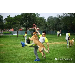 训狗价格|天津东方名仕犬业(图)