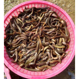 哪里有台湾泥鳅苗出售-泥鳅苗-濮阳有良水产养殖(查看)