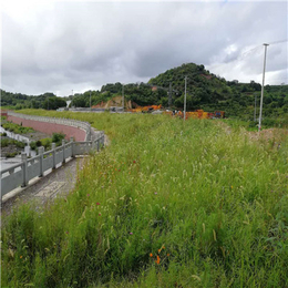 南宁高速公路护坡植物纤维毯植生毯