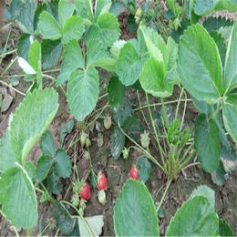 江苏草莓苗,双湖园艺,全明星草莓苗