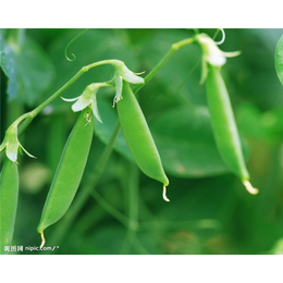 蔬菜配送批发价格-蔬菜配送-西安蔬菜配送公司(查看)