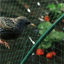 必然防鸟网(图)|鱼塘防鸟网|攀枝花防鸟网