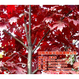 南昌美国红橡树-美国红橡树图片-瑞天园林(推荐商家)