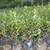 漯河北陆蓝莓苗种植基地行业*在线为您服务「多图」缩略图1