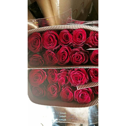 红瑞花卉(图)|哈尔滨进口玫瑰苗价格|哈尔滨进口玫瑰苗