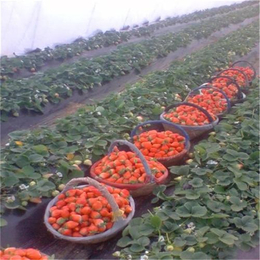 乌兰察布草莓苗,双湖苗木基地(在线咨询),蒙特瑞草莓苗