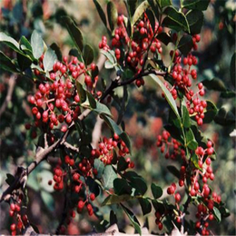 大红袍花椒苗、花椒苗管理(在线咨询)、花椒苗