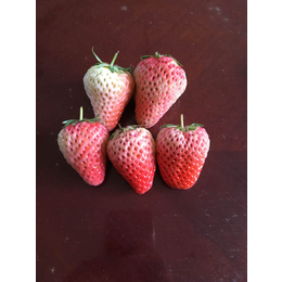 西藏草莓苗|乾纳瑞农业|妙香7号草莓苗特点