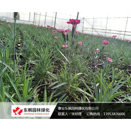 东枫园林绿化有限公司-新乡彩虹石竹大型种植基地
