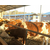 西门塔尔牛养殖场|富贵肉牛养殖(在线咨询)|山西西门塔尔牛缩略图1