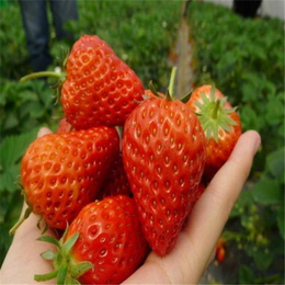 许昌草莓苗|双湖园艺|丰香草莓苗