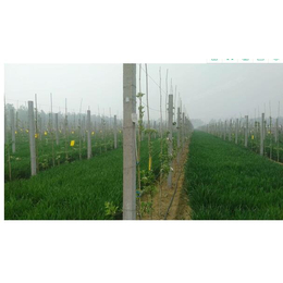 果园灌溉工程费用、武昌果园灌溉工程、 武汉欣农科技