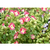 草花、恒大花卉、绿化苗木缩略图1