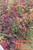 日本红枫苗价格-日本红枫苗-瑞天农林(查看)缩略图1