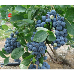 仙桃蓝莓树苗|蓝莓树苗基地|湖北果茶所(推荐商家)