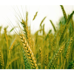 伊宁收购小麦、汉光现代农业、现金收购小麦