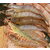 基围虾的养殖方法-基围虾-鑫渔圣生态缩略图1