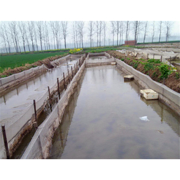 武汉鑫渔圣生态科技(图)|到哪里学习泥鳅养殖技术|襄阳泥鳅