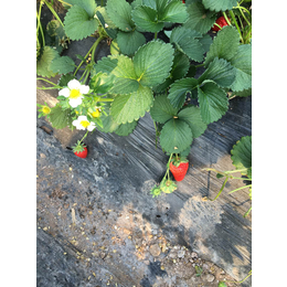 草莓苗、乾纳瑞农业、全明星草莓苗价格