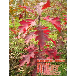 欧洲红栎树-瑞天园林(在线咨询)-钦州欧洲红栎