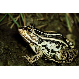 黑斑蛙-金兴养殖场品质保障-黑斑蛙种苗养殖