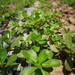 供应**种子 马蜂菜 马齿汗 四季野菜种子高产*病强