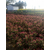 红叶石楠,好彩红叶石楠产地*,红叶石楠价格缩略图1