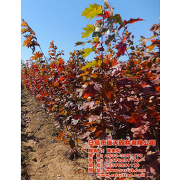 美国红橡树种子、青州美国红橡树、瑞天彩叶苗木(查看)