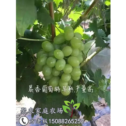 北京葡萄苗|聚农农场声名远扬|求购葡萄苗