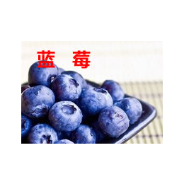 蓝莓树苗研究所、襄阳蓝莓树苗、湖北苗木供应缩略图
