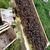 安顺蜜蜂养殖-蜜蜂养殖-贵州蜂盛缩略图1