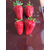玉溪市草莓苗_海之情农业_哪里的草莓苗好缩略图1