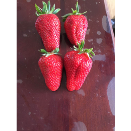玉溪市草莓苗_海之情农业_哪里的草莓苗好